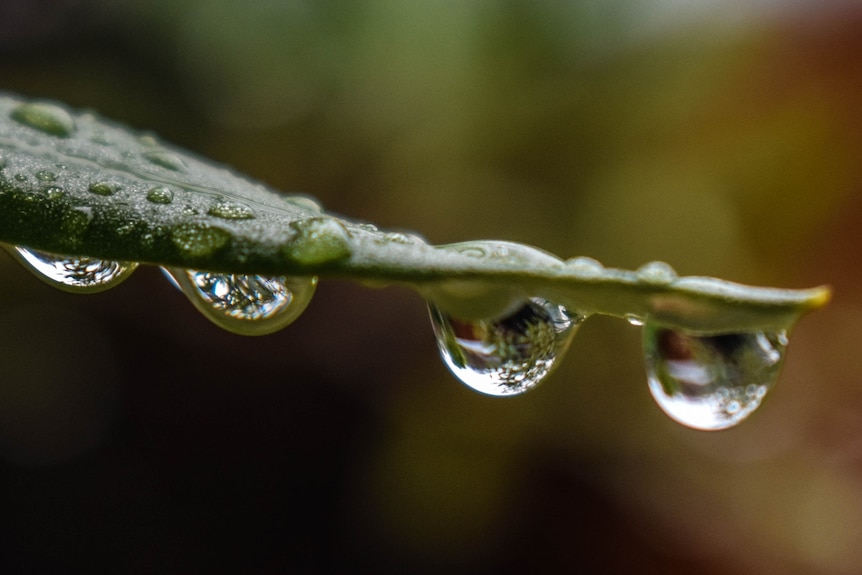 Close up of drops of water under leaf