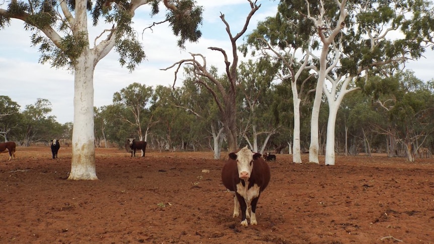 cattle standing on bare ground surrounded by gum trees