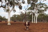 cattle standing on bare ground surrounded by gum trees