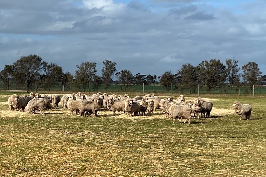 Sheep eating hay in a flat paddock under grey clouds.