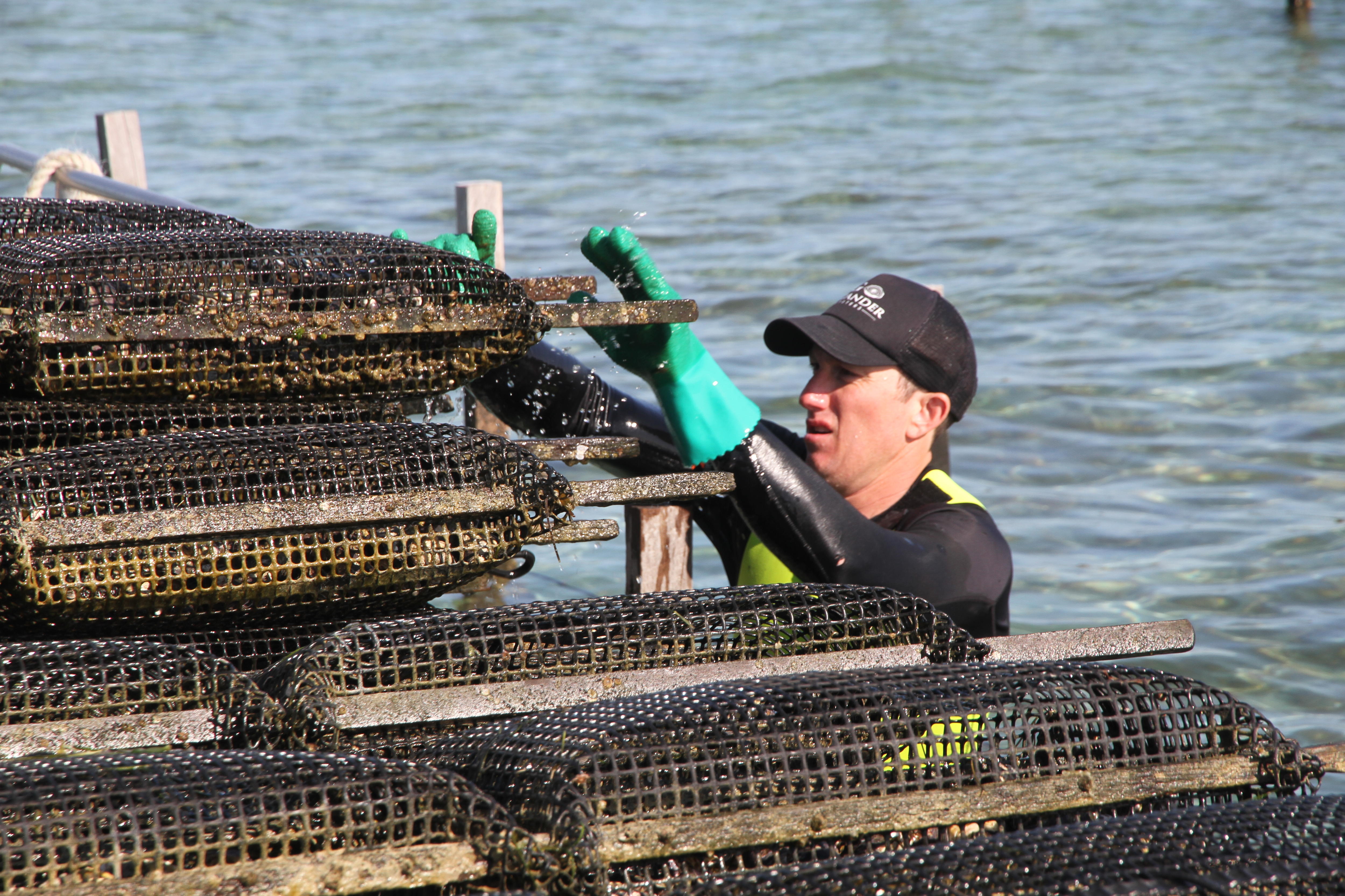 South Australian oyster growers thriving a year on from Vibrio virus