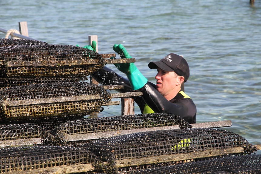 a man in a hat and wetsuit loads oyster baskets onto a boat.