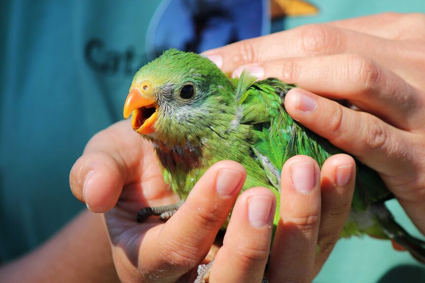 A small, colourful bird in a pair of hands.