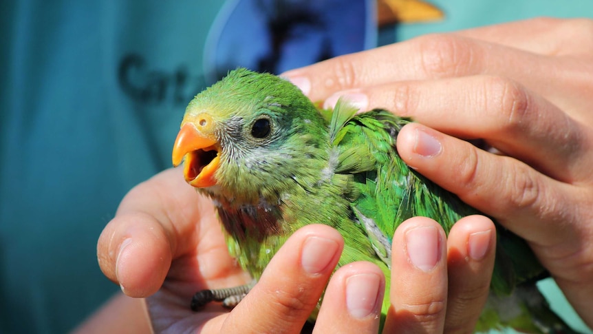 A small, colourful bird in a pair of hands.