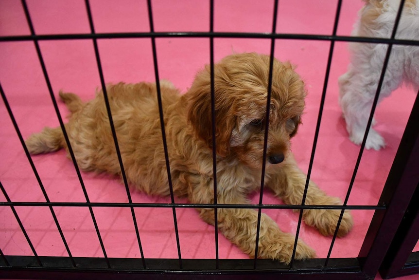 A puppy in a cage