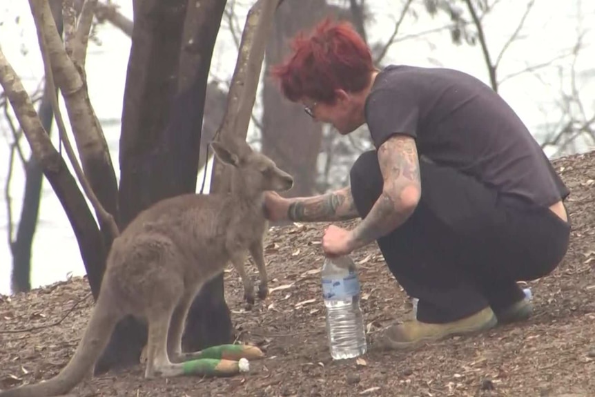 A woman bending down, tending to an injured roo.