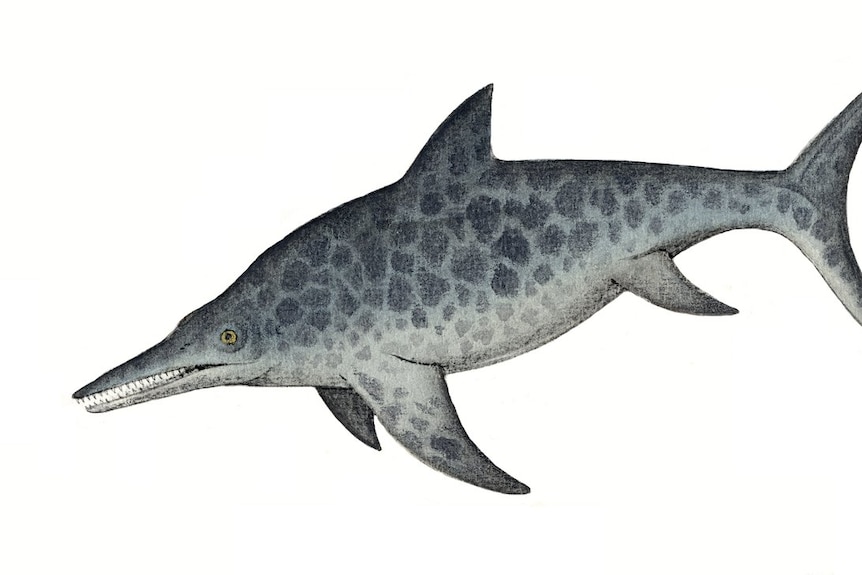 image of marine reptile