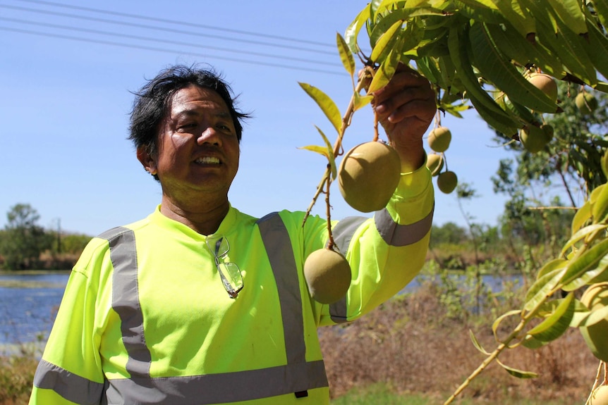 a man inspects mangoes on a tree with a lake behind.