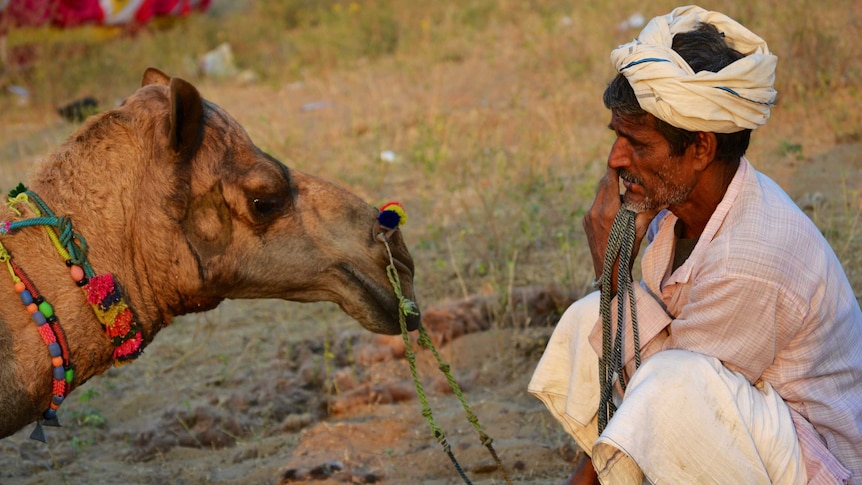 A man sits with his camel at the annual Pushkar ka Mela