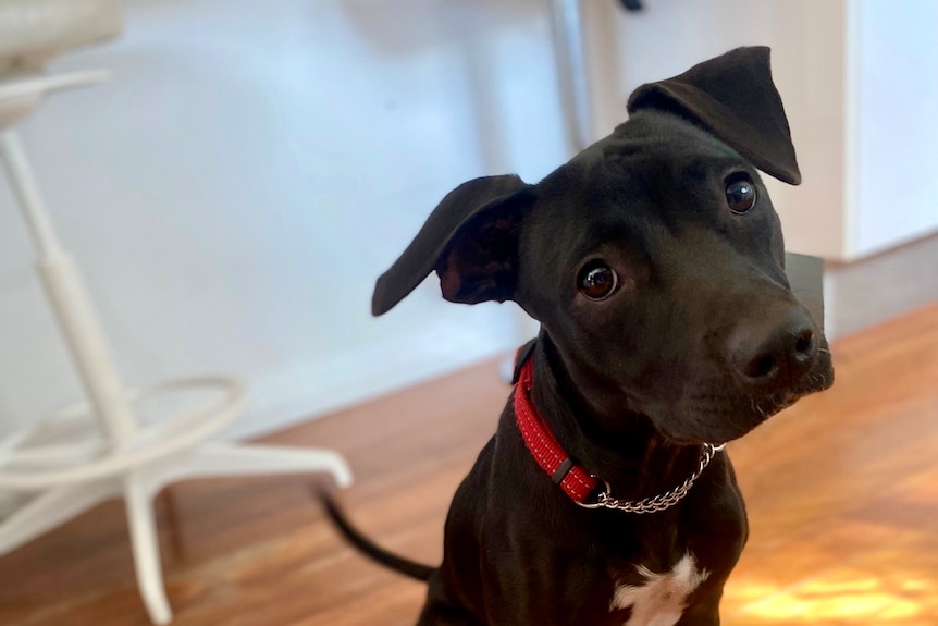 Black dog looking at camera with head tilted