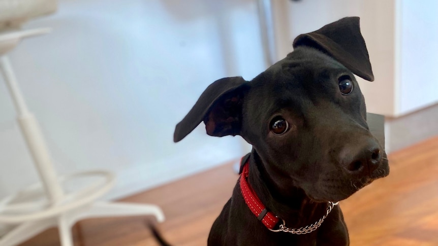 Black dog looking at camera with head tilted