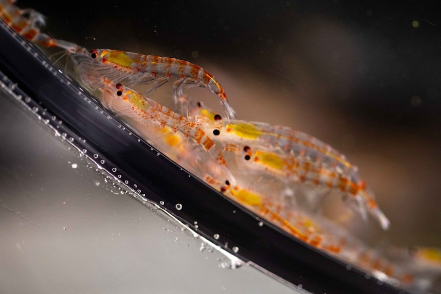 Several critters swim against the glass wall of a cylindrical aquarium.