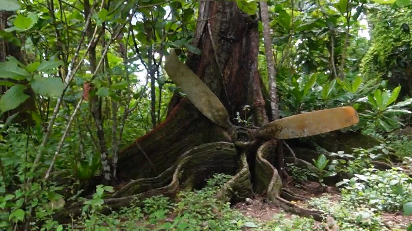 A rusted propeller from a WWII bomber lies at the trunk of a tree.
