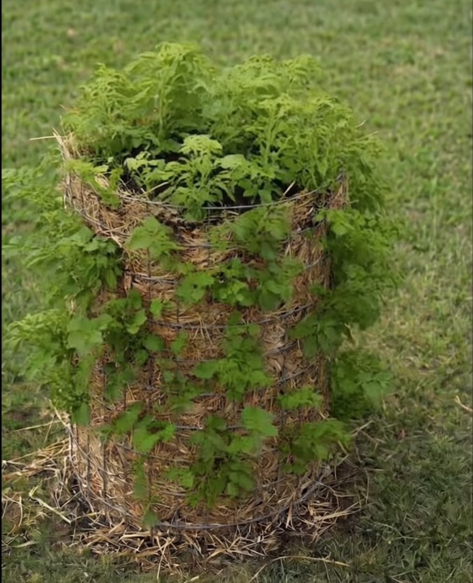 Wicking beds, fighting fruit flies and why you shouldn’t trust AI gardening videos