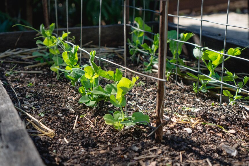 A row of pea seedlings grow happily in a bed topped up with compost.