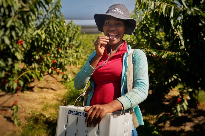 A girl is staring at the camera in between orchards eating and picking cherries.