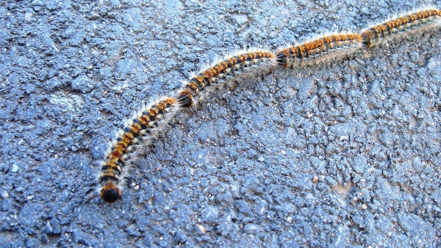 The processionary caterpillar, the subject of a three year study at several Upper Hunter horse studs.