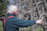 A man is wearing a mask pruning apple trees