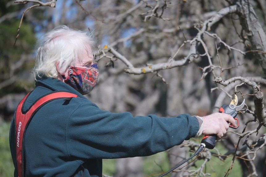 A man is wearing a mask pruning apple trees