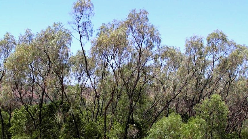 The Hunter Valley Weeping Myall Woodland