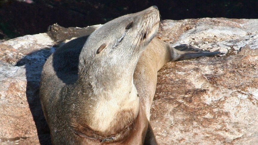 Injured seal