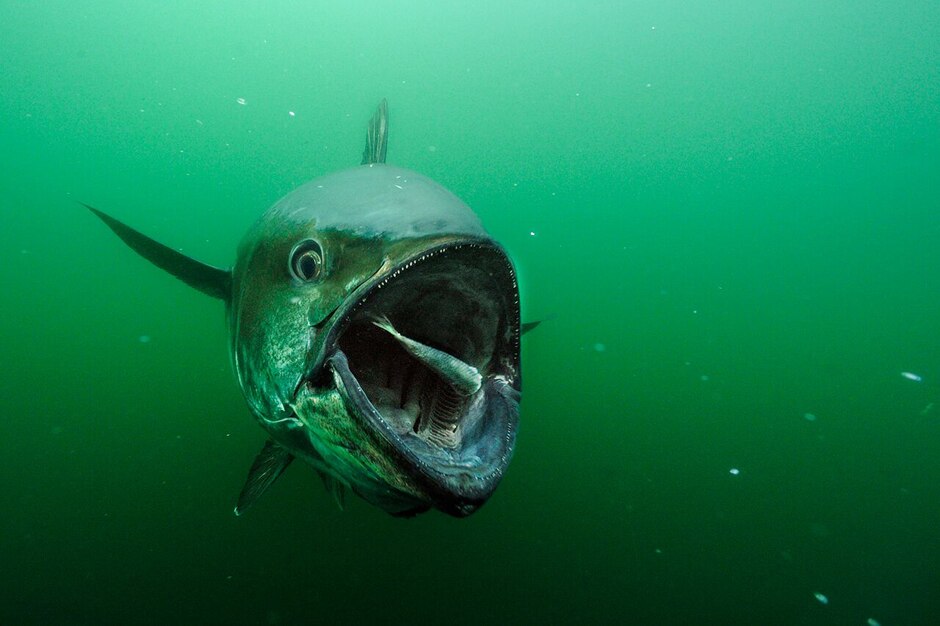 'You can just about catch them from the rocks': Where to find a Bluefin ...