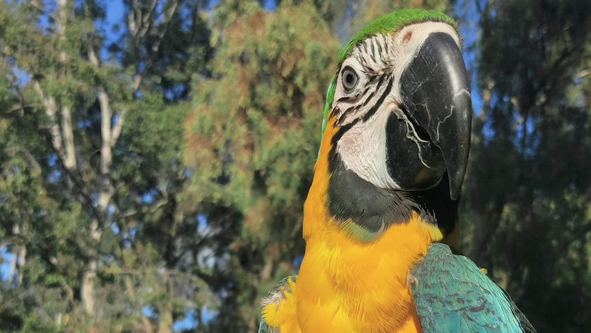 Bright yellow and aqua blue macaw perched on a human hand with park in background