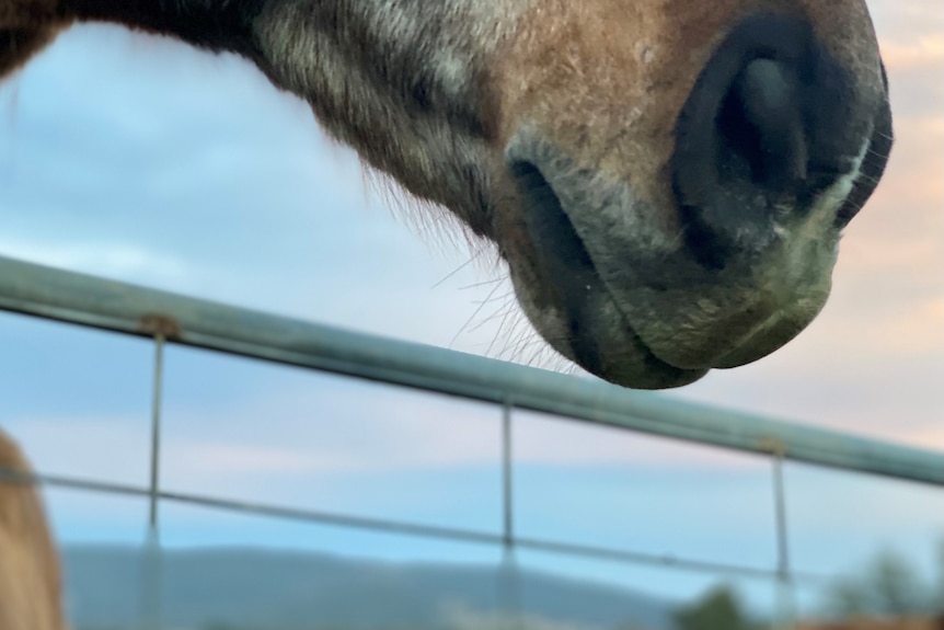 A horses muzzle up close. Behind the horse you can see a gate and a setting sun is tinging the clouds pink.