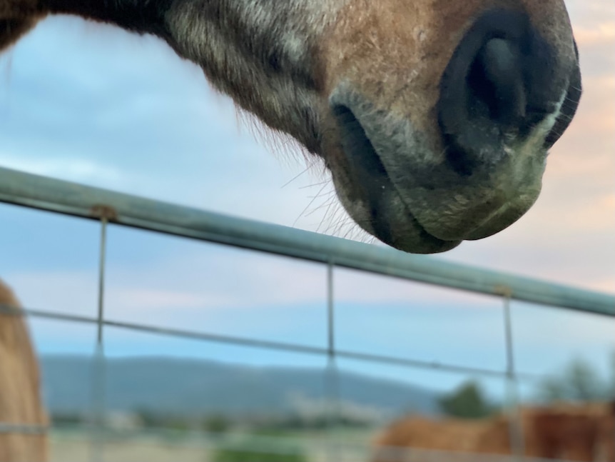 A horses muzzle up close. Behind the horse you can see a gate and a setting sun is tinging the clouds pink.