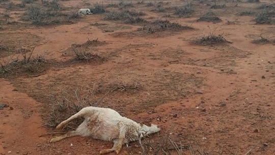 A dead goat lays on the red dirt after the deadly hail storm with carcases in the background.