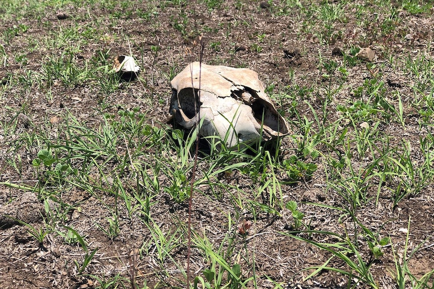 Horse skull on ground at property near Toowoomba.