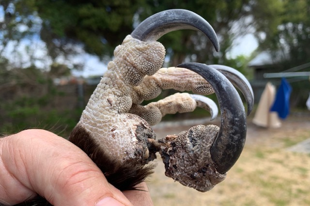Injured claw of a wedge-tailed eagle