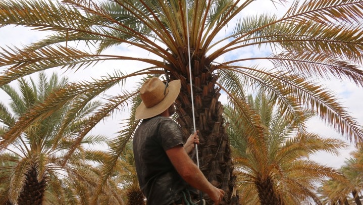 A man blows pollen into a palm tree.
