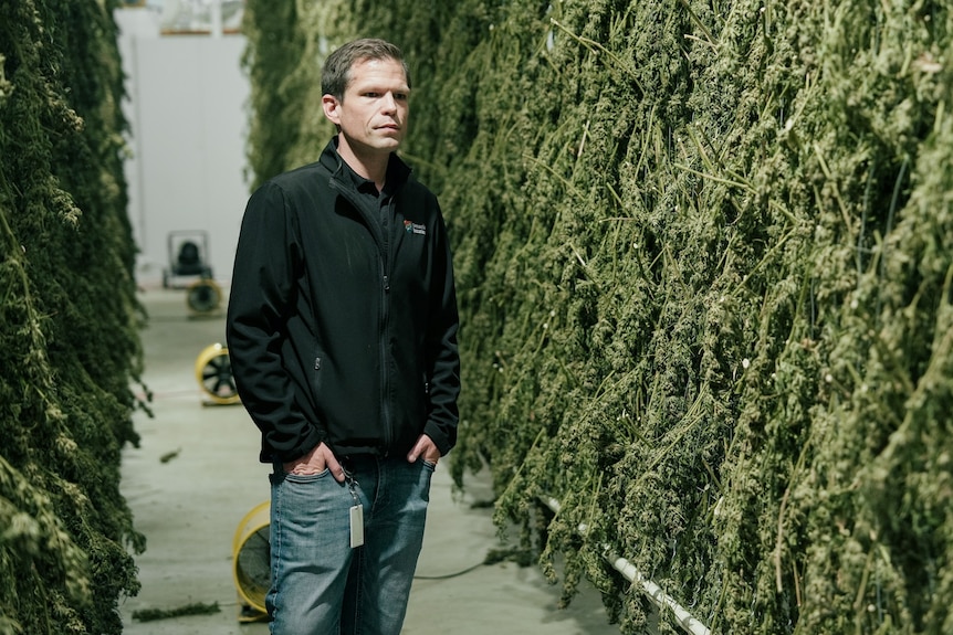 Man in black jacket standing next to dried medicinal cannabis plantations hanging from ceiling in warehouse.