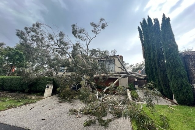 tree over a home after a strom