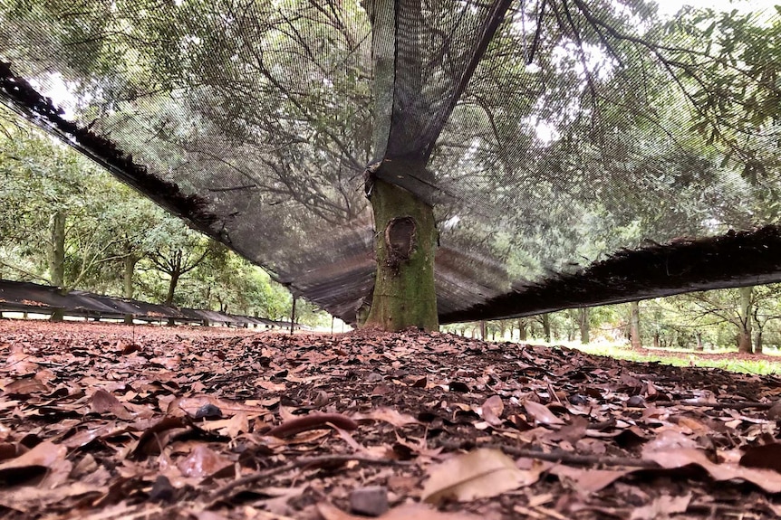 A shot taken from the ground, looking at the leaf litter under the trees and the shade cloth wrapped around a tree trunk.
