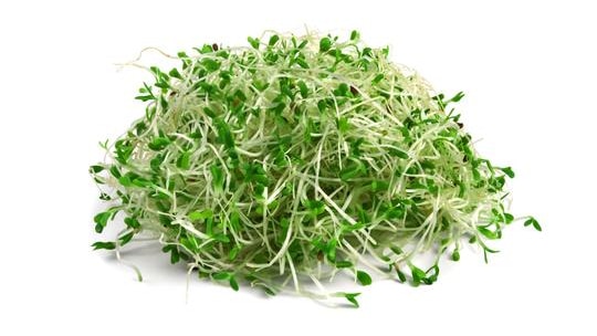 Alfalfa sprouts