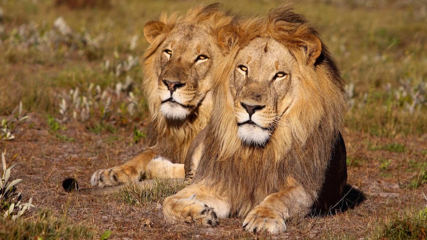 Canned hunting: Animal advocates call for end to growing industry - ABC News