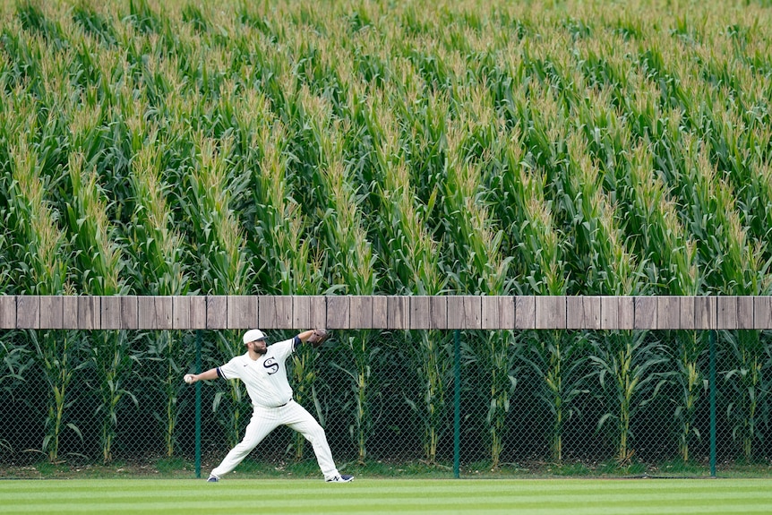 A player throws a ball with a background of rows of corn.
