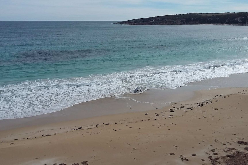 A whale carcass on the shore of a beach.