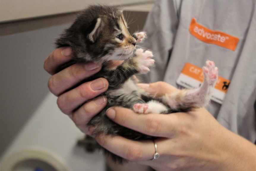Small kitten at the cat haven cradled in two hands