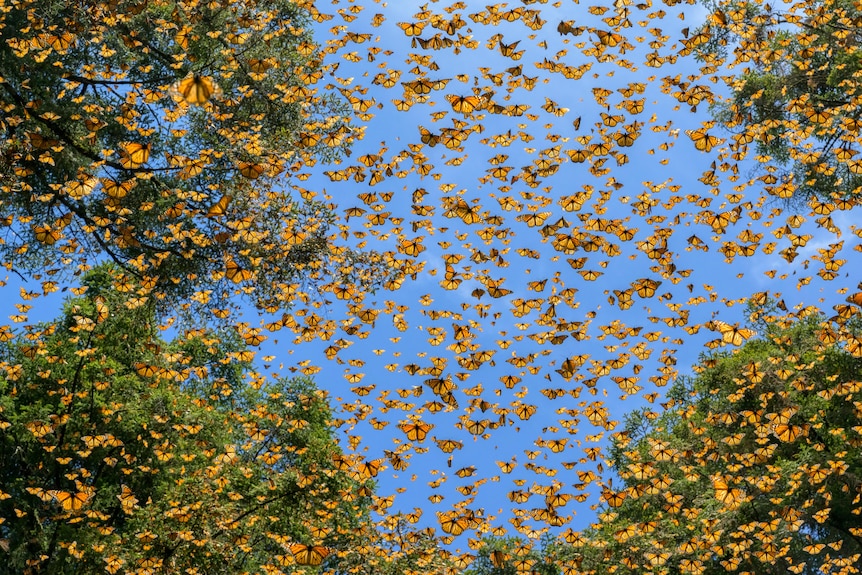 A swarm of bright yellow monarch butterflies against a bright blue sky