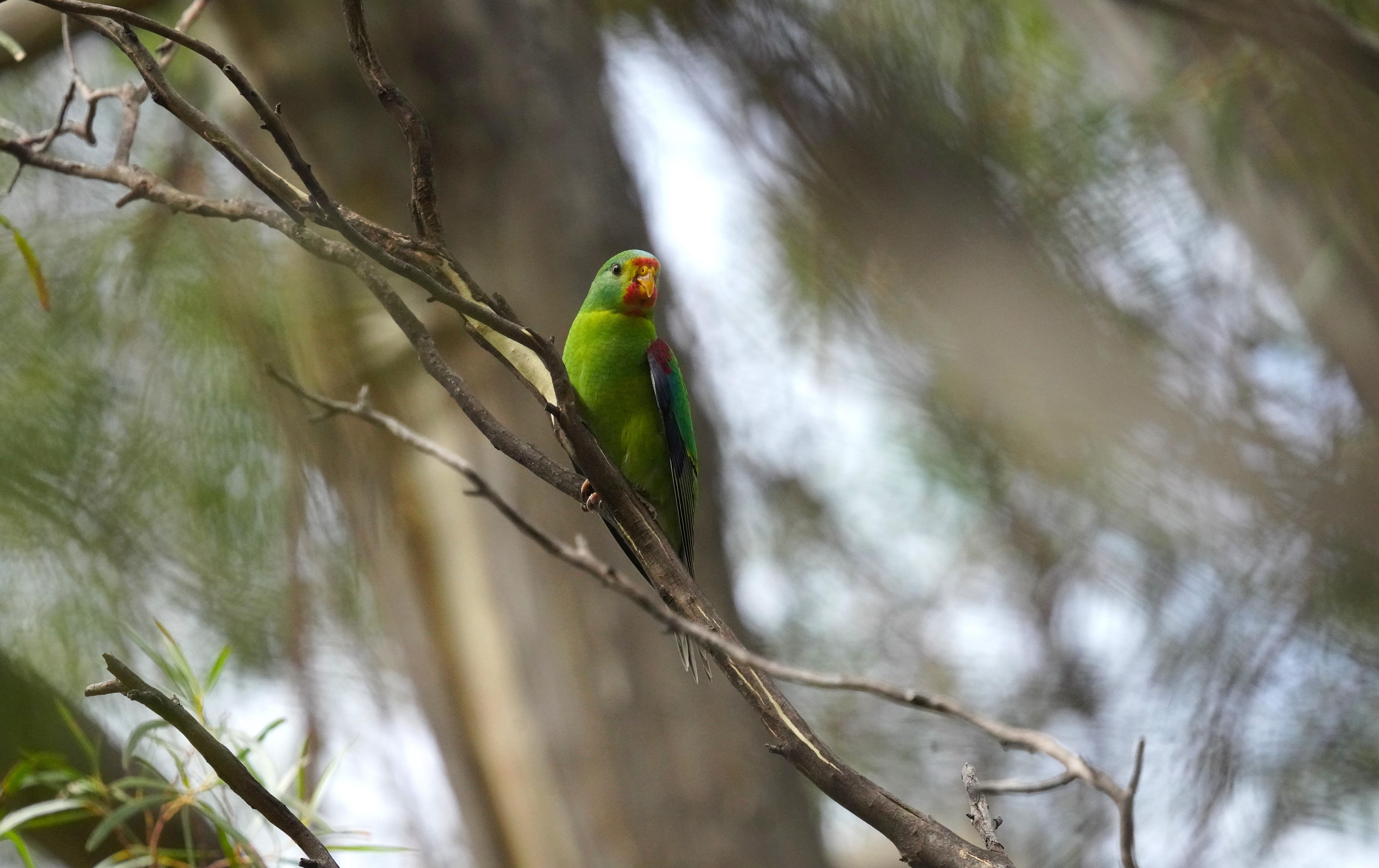 A juvenile swift parrot sits in a tree
