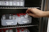 A hand picks up a vial from a tray labelled 'AstraZeneca' from a fridge