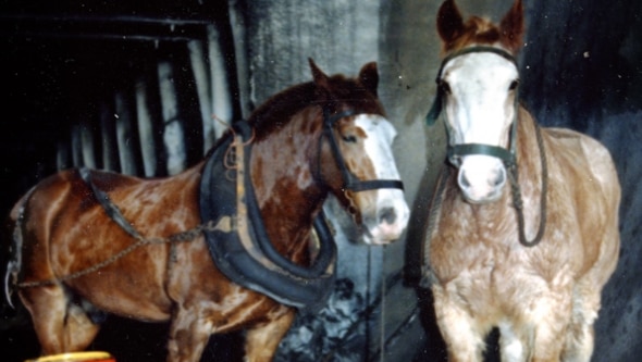 The last two pit ponies of Collinsville's coal mines, Warrior and Mr Ed, standing in an underground mine.