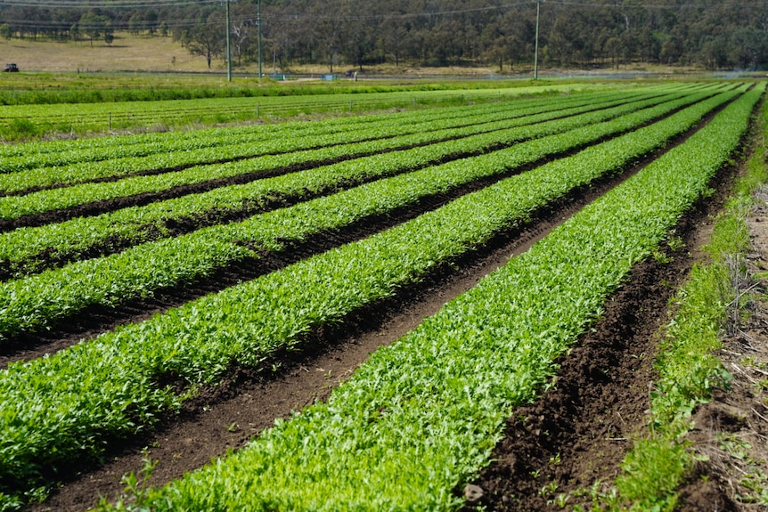 Rows of lettuce growing