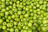 Hundreds of green apples