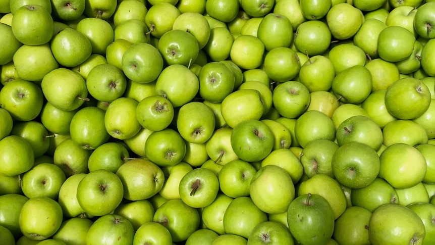 Hundreds of green apples