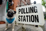 A light coloured pug wears a blue puppy vest near a black and white polling station sign in the UK