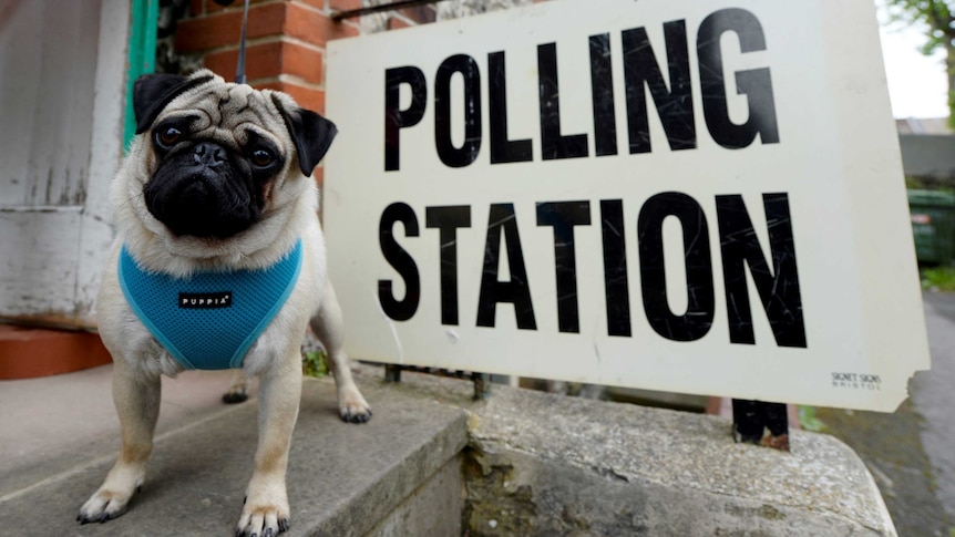 A light coloured pug wears a blue puppy vest near a black and white polling station sign in the UK